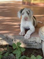 Great Dane female puppy