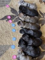 Great Dane Puppies for sale in Allentown, NJ 08501, USA. price: $900