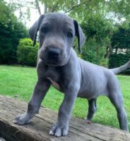 Great Dane Puppies for sale in 36-10 31st St, Astoria, NY 11106, USA. price: $900