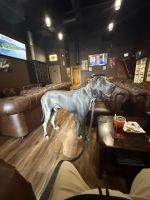 Great Dane Puppies for sale in Kelsey, CA 95667, USA. price: $1,500