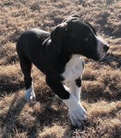 Great Dane Puppies for sale in Peyton, CO 80831, USA. price: $600