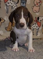 Great Dane Puppies for sale in Baton Rouge, LA 70816, USA. price: $1,650