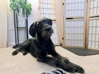 Great Dane Puppies for sale in San Jose, CA 95123, USA. price: $100