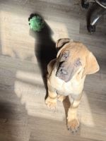 Great Dane Puppies for sale in Manassas, VA, USA. price: $100
