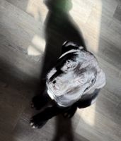 Great Dane Puppies for sale in Manassas, VA, USA. price: $100