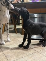 Great Dane Puppies for sale in San Jacinto, CA, USA. price: $900