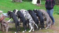 Great Dane Puppies for sale in Poliçan, Albania. price: 250 ALL