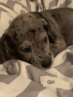 6 Great Dane Puppies