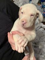 6 Great Dane Puppies