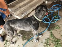 Patrick: 9month old Great Dane. Gets along with other pets