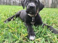 pure bred great dane puppy sweet baby