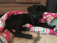 pure bred great dane puppy sweet baby