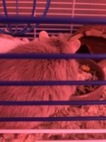 Great Gerbil Rodents Photos