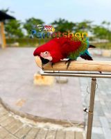Great Green Macaw Birds Photos