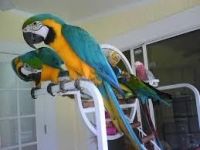 Great Green Macaw Birds for sale in Anaheim, CA, USA. price: $350