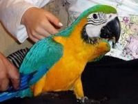 Great Green Macaw Birds for sale in Bellaire, TX 77401, USA. price: $350