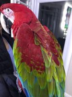 Great Green Macaw Birds Photos