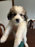 Great Pyrenees Puppies for sale in Charlotte, NC, USA. price: $600