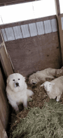 Great Pyrenees Puppies for sale in North Branch, MI 48461, USA. price: $700