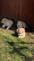 Great Pyrenees Puppies for sale in Shelburn, IN 47879, USA. price: $150