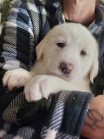 Great Pyrenees Puppies Photos