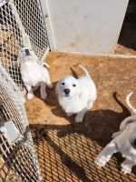 Great Pyrenees Puppies for sale in Thermopolis, WY 82443, USA. price: $500