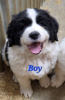 Great Pyrenees Puppies for sale in Arlington, WA, USA. price: $1,300