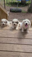 Great Pyrenees Puppies for sale in Bowman, GA 30624, USA. price: $300