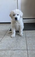 Great Pyrenees Puppies for sale in Winterport, Maine. price: $1,800
