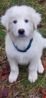 Great Pyrenees Puppies for sale in Ocala, Florida. price: NA