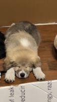 Great Pyrenees Puppies for sale in Daytona Beach, Florida. price: $700