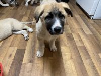 Great Pyrenees Puppies for sale in Detroit Lakes, Minnesota. price: $200