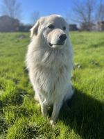 Great Pyrenees Puppies for sale in Dallas, Texas. price: $650