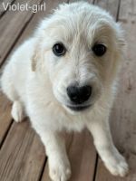 Great Pyrenees Puppies for sale in Show Low, Arizona. price: $50
