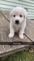 Great Pyrenees Puppies for sale in Philipsburg, Pennsylvania. price: $600