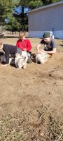 Great Pyrenees Puppies for sale in Mondovi, Wisconsin. price: $400