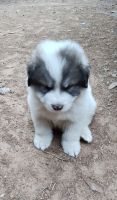 Great Pyrenees Puppies for sale in Conroe, Texas. price: $300