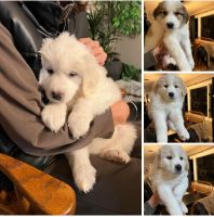 Great Pyrenees Puppies for sale in Honeoye Falls, New York. price: $400