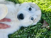 Great Pyrenees Puppies for sale in Tuscaloosa, Alabama. price: $1,500