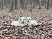 Great Pyrenees Puppies for sale in Ashburn, Virginia. price: NA