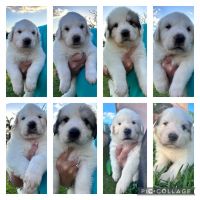 Great Pyrenees Puppies for sale in Orlando, Florida. price: $1,000