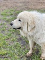 Great Pyrenees Puppies for sale in Roxton, Texas. price: $500