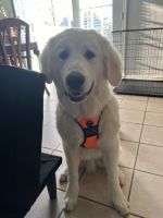 Great Pyrenees Puppies for sale in Fort Worth, Texas. price: $900