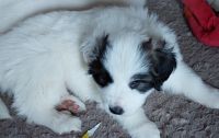 Great Pyrenees Puppies for sale in South Haven, Michigan. price: $600