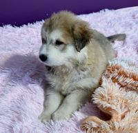 Great Pyrenees Puppies for sale in Pearland, TX, USA. price: $200