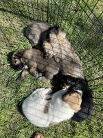 Great Pyrenees Puppies for sale in Raleigh, North Carolina. price: $500