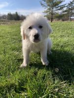 Great Pyrenees Puppies for sale in Buffalo, New York. price: $600