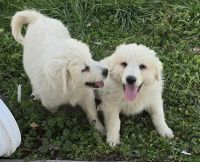 Great Pyrenees Puppies for sale in Monroe City, Missouri. price: $200