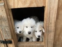 Great Pyrenees Puppies for sale in Wake Forest, North Carolina. price: $400