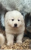Great Pyrenees Puppies for sale in Homestead, FL, USA. price: $700